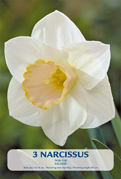 Narciss Salome 3-pakning